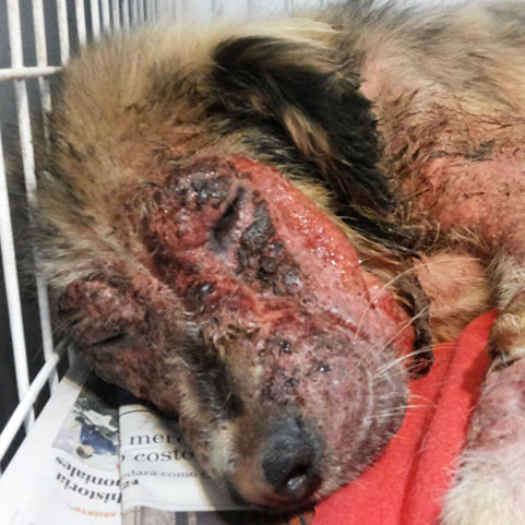 Dermatología veterinaria: caso clínico perro Juanita