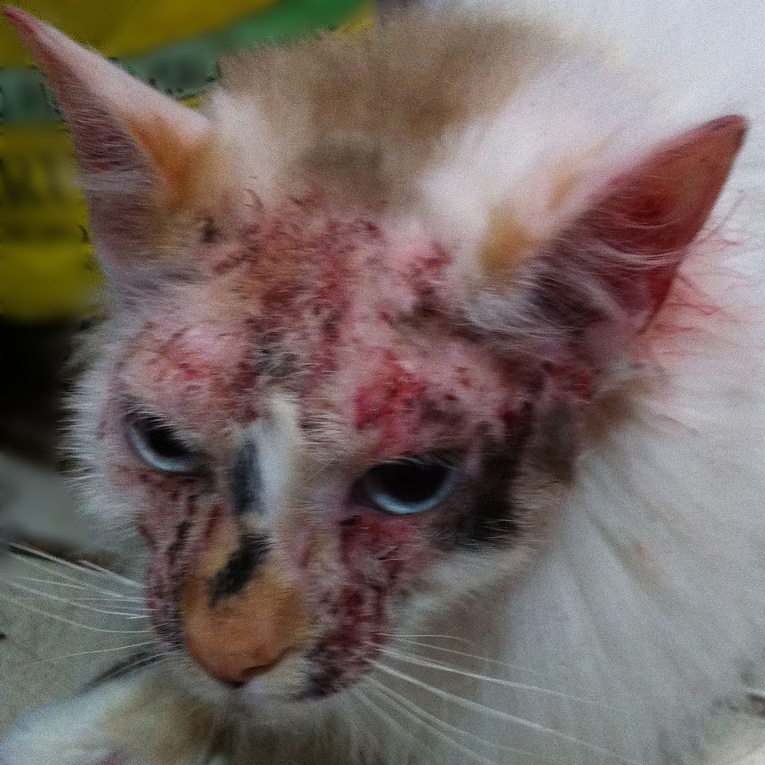 Casos clinicos dermatologia gatos