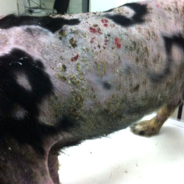 Dermatología veterinaria: caso clínico perro "Manchas"